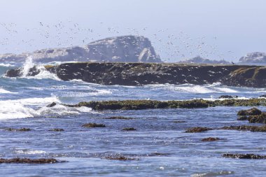 Vega Pupuya sahilindeki martılar kırsal alanda geleneksel bir manzara.