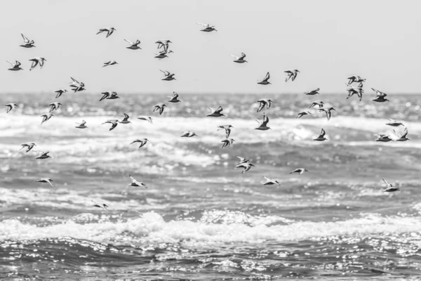 Seagulls Vega Pupuya Beach Countryside Traditional Scene — Stock Photo, Image