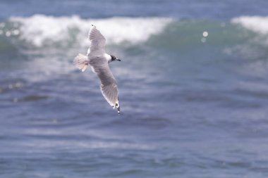  Lluta Nehri 'nde uçan martı su kuşu Şili' nin kuzeyindeki doğal koruma alanı kuş gözlemcileri için inanılmaz bir yaban hayatı.
