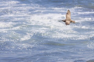  Lluta Nehri 'nde uçan martı su kuşu Şili' nin kuzeyindeki doğal koruma alanı kuş gözlemcileri için inanılmaz bir yaban hayatı.