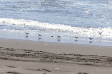 Binlerce kuş Şili kıyı şeridinde denizin önünde yüksek hızda uçuyor. İnanılmaz bir kuş sürüsü vahşi bir yaşam biçimi oluşturuyor. Suyun ve kumsalın üzerinden kesilip cennet gibi bir manzara yaratıyor.