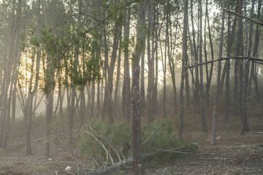 Sonbaharda sisli orman