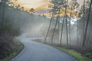 Ormanda sisli yol sahnesi 