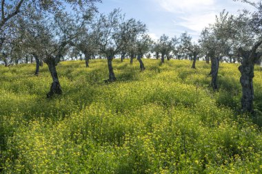 Güneşli bir günde açan sarı çiçeklerle dolu güzel bir zeytin ağacı tarlası. Extremadura kırsalındaki tarımsal arazilerin cennet manzarası.
