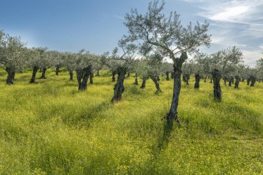 Güneşli bir günde açan sarı çiçeklerle dolu güzel bir zeytin ağacı tarlası. Extremadura kırsalındaki tarımsal arazilerin cennet manzarası.