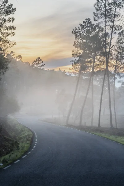 Szene Mit Straße Wald Mit Nebel — Stockfoto