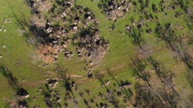 Geleneksel İspanyol kırsallarında yürüyen ineğin hava manzarası. İspanya 'nın batısındaki Extremadura bölgesinde otlaklar ve tarımsal kullanım için inanılmaz yeşil bir arazi.