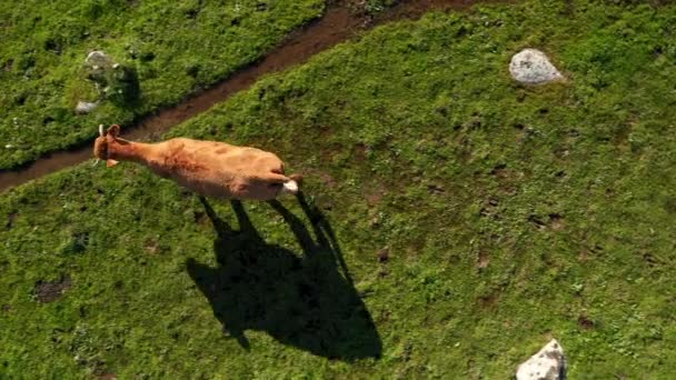 Veduta Aerea Mucca Che Cammina Nei Campi Tradizionali Spagnoli Incredibile — Video Stock