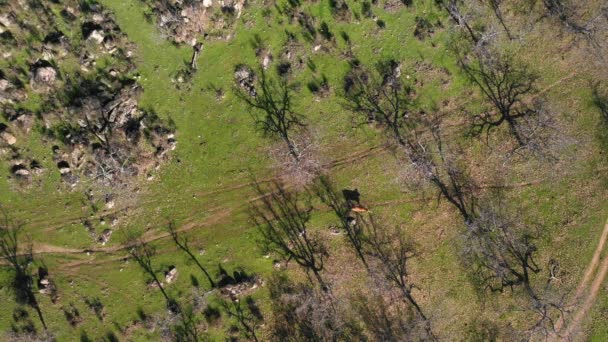 Vista Aérea Vaca Caminando Los Campos Tradicionales Españoles Una Increíble — Vídeos de Stock