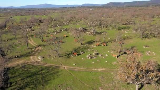 俯瞰在西班牙传统乡村田野里散步的一群奶牛 西班牙西部埃斯特雷马杜拉地区一个令人惊奇的牧场和农业用地绿地 — 图库视频影像