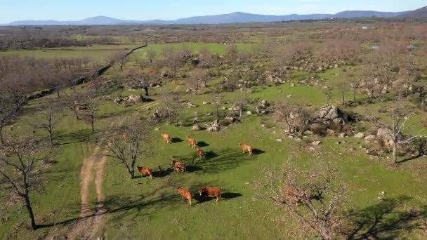 俯瞰在西班牙传统乡村田野里散步的一群奶牛 西班牙西部埃斯特雷马杜拉地区一个令人惊奇的牧场和农业用地绿地 — 图库视频影像