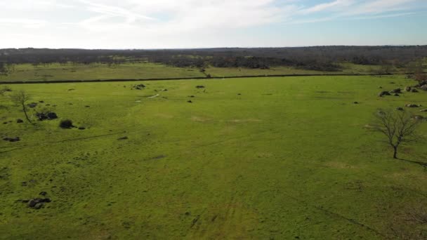 Vue aérienne de la marche des vaches dans les champs ruraux espagnols traditionnels. Une étonnante terre verte pour le pâturage et l'utilisation agricole en Estrémadure région à l'ouest de l'Espagne 