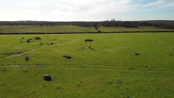 Vue Aérienne Marche Des Vaches Dans Les Champs Ruraux Espagnols — Video