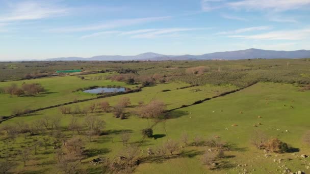 Increíbles Rocas Los Árboles Desnudos Sobre Laguna Región Extremadura Aire — Vídeos de Stock