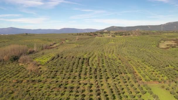在户外的埃斯特雷马杜拉地区 一个令人惊叹的 德西萨极端主义 的空中景观 在西班牙农村的农田里 橄榄树和许多奶牛都是一个令人惊叹的地方 — 图库视频影像