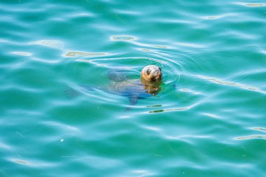 Güney Amerika Deniz Aslanı avlanmak için balık ararken denizde yüzüyor. Atacama Çölü 'nde suyun içinde genç bir deniz aslanı görüntüsü. Humboldt akıntısıyla beslenen inanılmaz deniz canlıları.