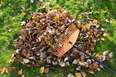 sonbahar yaprakları ve komisyon