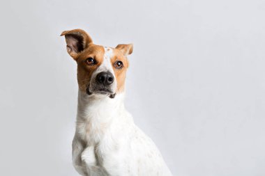 Bir köpeğin portresi.