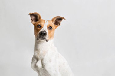 Bir köpeğin portresi.