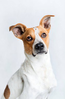 Bir köpeğin portresi.