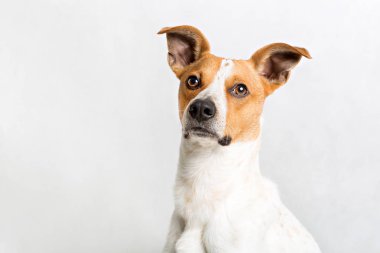 Bir köpeğin portresi.