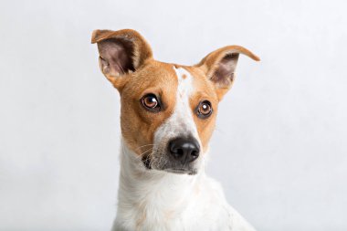 Bir köpeğin portresi.