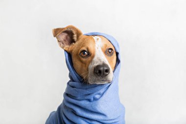 Bir köpeğin portresi.