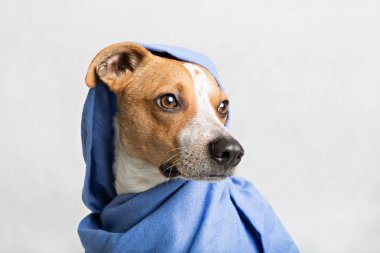 Bir köpeğin portresi.