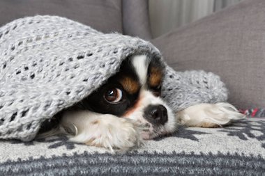 Battaniyenin altında köpek