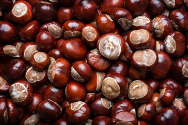 kestane sonbahar arka plan