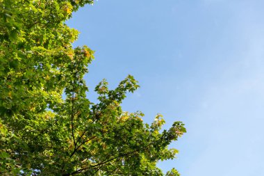 renkli sonbahar yaprakları