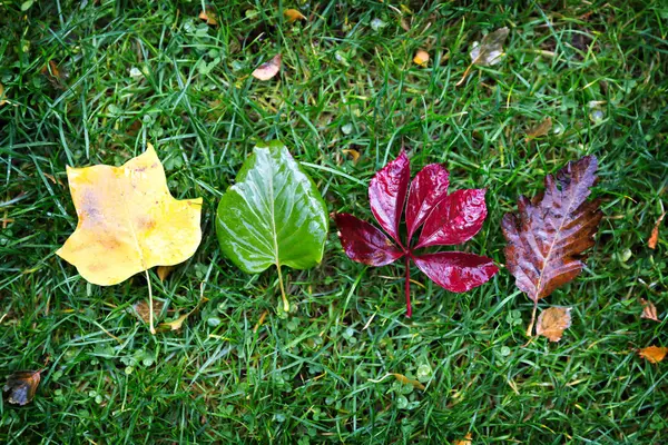 Autumn colorful leaves — Stock Photo, Image