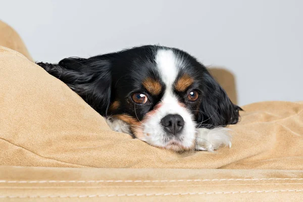 Retrato de un perro — Foto de Stock