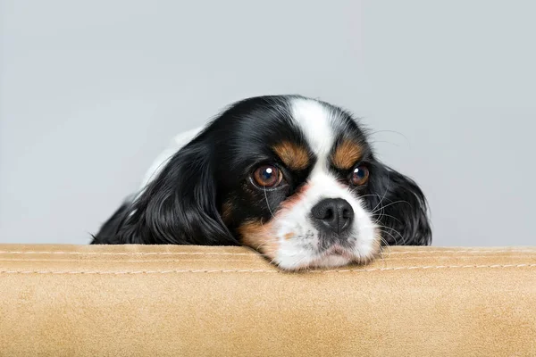 Retrato de um cão — Fotografia de Stock