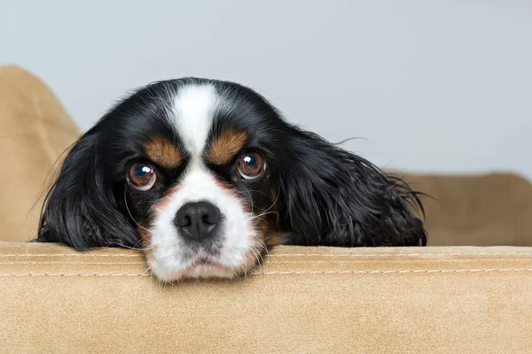 Bir köpeğin portresi. — Stok fotoğraf