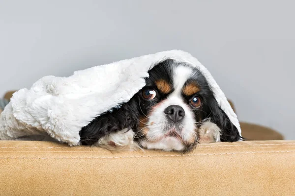 Retrato de um cão — Fotografia de Stock