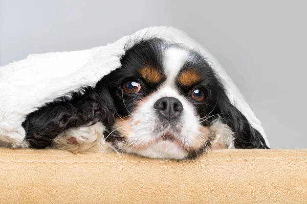Cute dog portrait — Stock Photo, Image