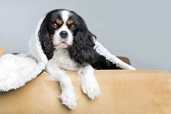 かわいい犬の肖像画 — ストック写真