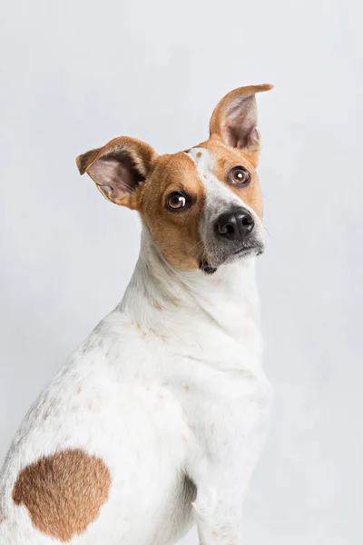 Retrato de un perro — Foto de Stock