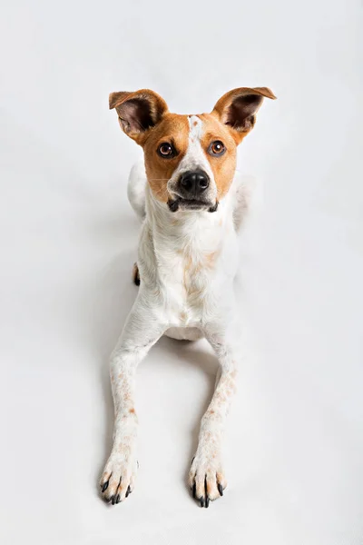 Retrato de un perro — Foto de Stock