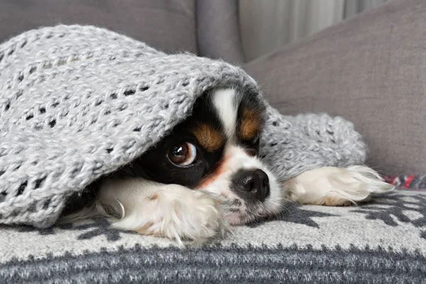 Perro bajo la manta — Foto de Stock
