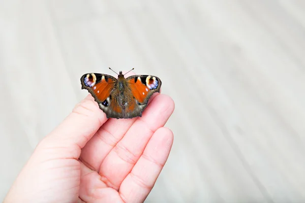 Mariposa en una mano — Foto de Stock