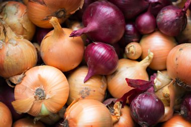 taze ve olgun soğan