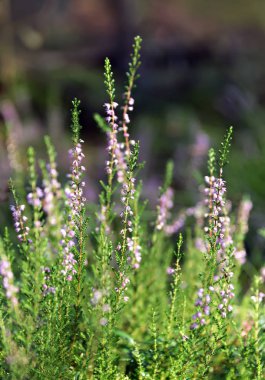ormandaki Heather çiçekler