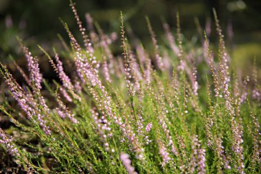 ormandaki Heather çiçekler