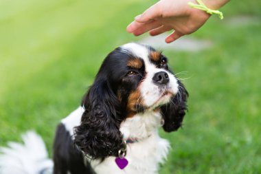 şirin şövalye spaniel