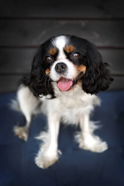 Retrato de um cão — Fotografia de Stock