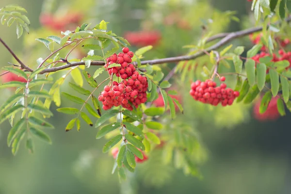 Mountain ash bär — Stockfoto