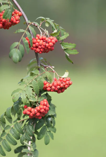 Mountain ash berries — Stock Photo, Image