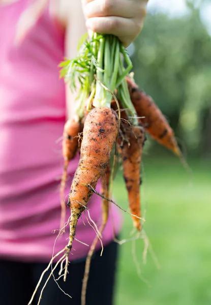 Zanahorias frescas en la mano — Foto de Stock